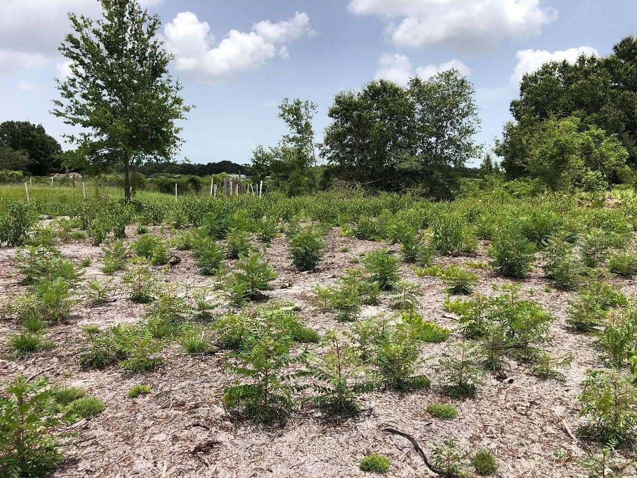 1.15 Acres of Residential Land for Sale in Lake Wales, Florida