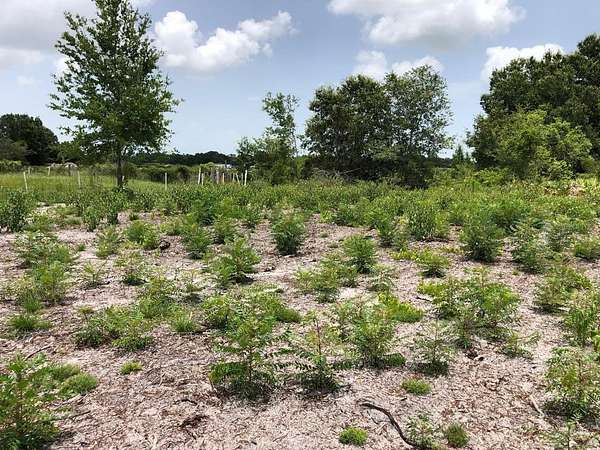 1.15 Acres of Residential Land for Sale in Lake Wales, Florida