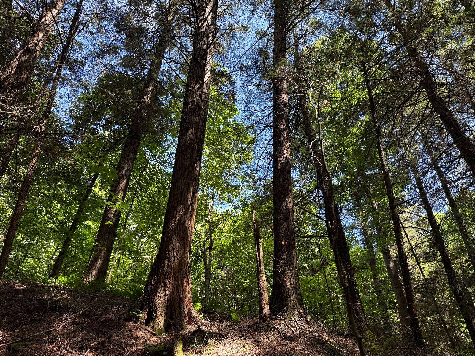 559 Acres of Recreational Land for Sale in Stoneboro, Pennsylvania