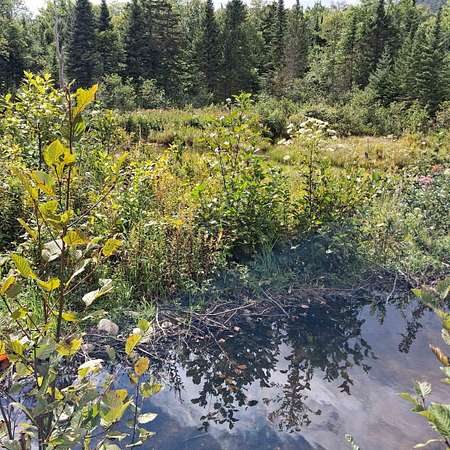 24.7 Acres of Recreational Land for Sale in Eden, Vermont