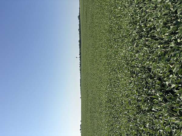 87.6 Acres of Agricultural Land for Sale in Dwight, Illinois