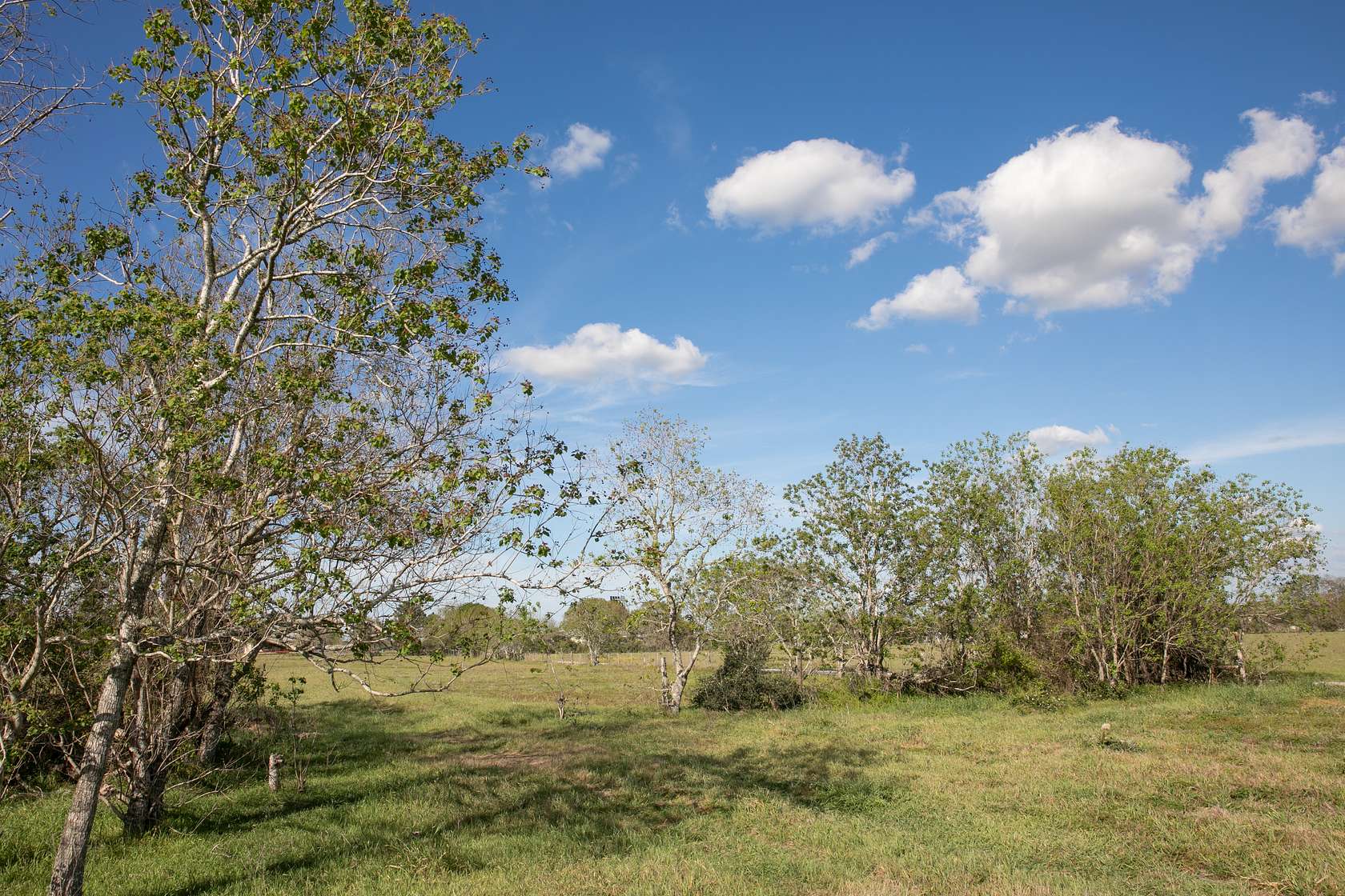 56.2 Acres of Land for Sale in Sealy, Texas