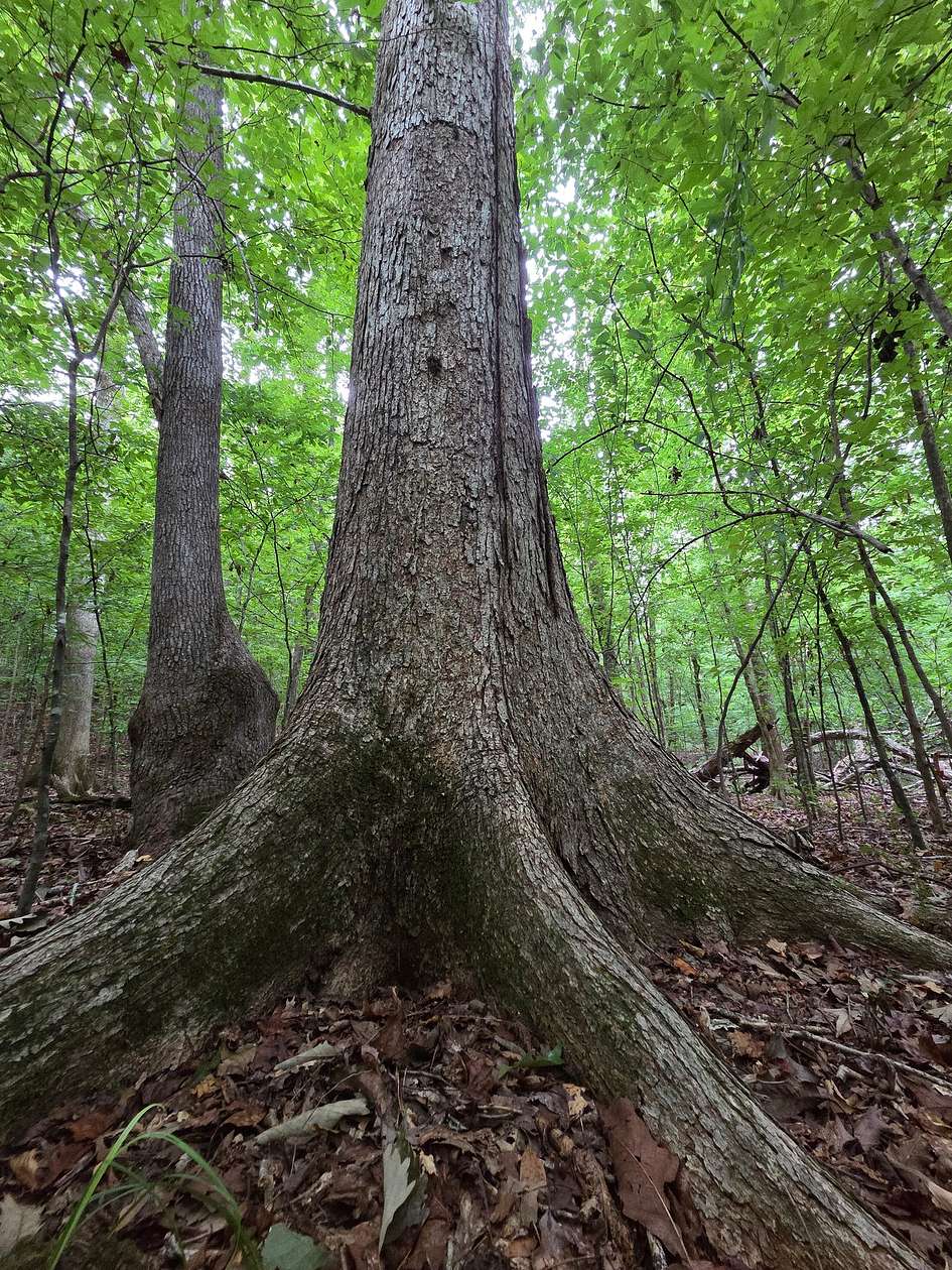 24.2 Acres of Recreational & Residential Land for Sale in Forsyth, Georgia