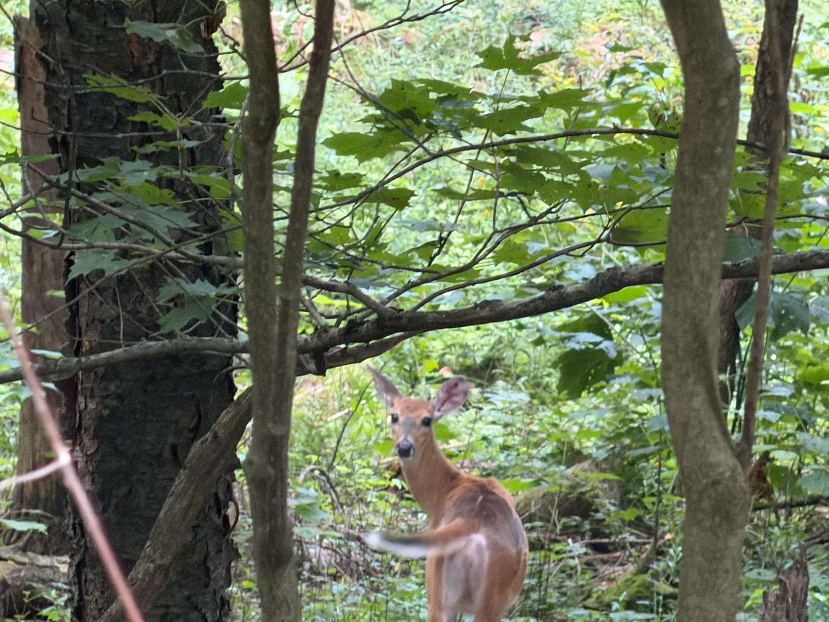 200 Acres of Recreational Land for Sale in Wellsville, New York
