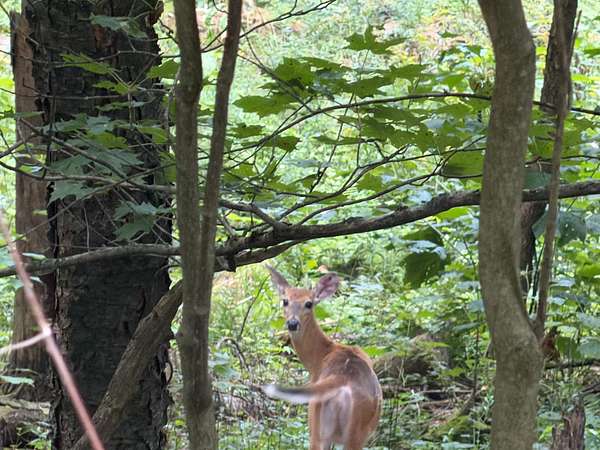 200 Acres of Recreational Land for Sale in Wellsville, New York