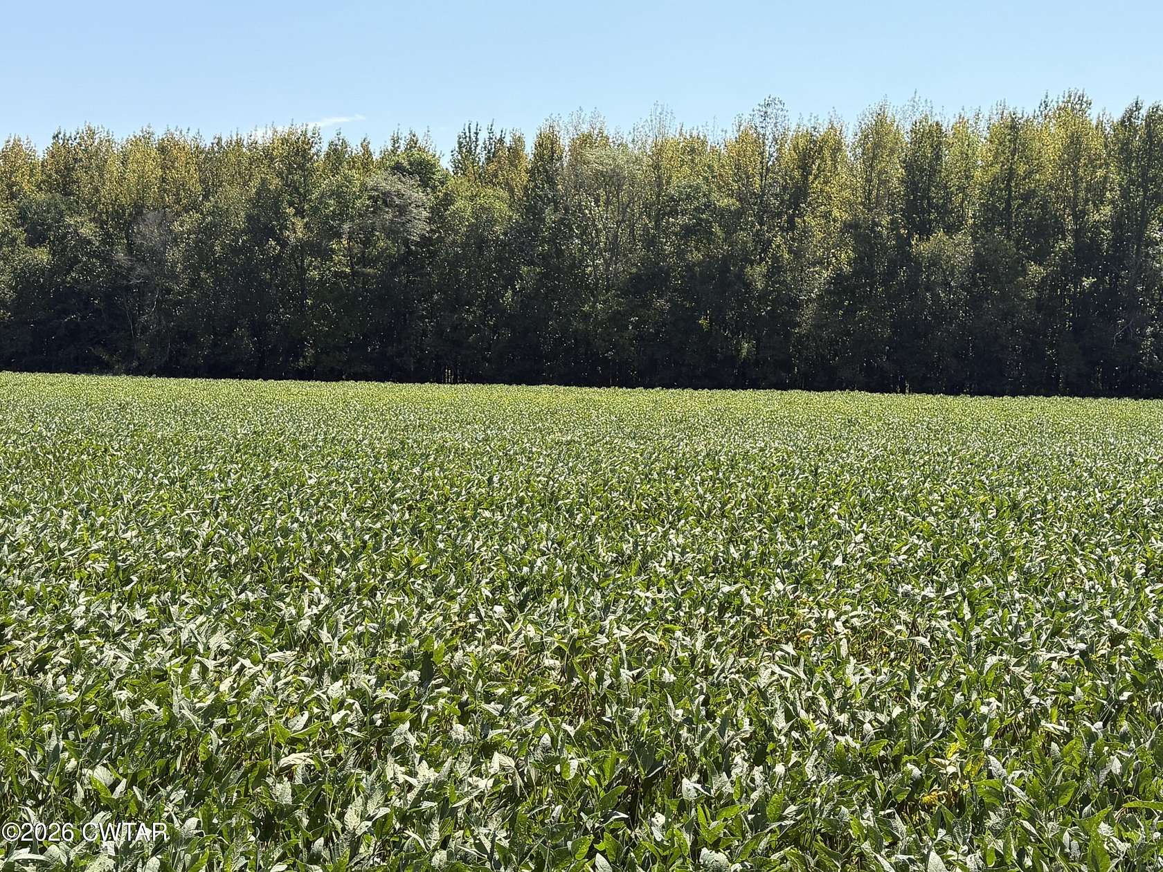 29 Acres of Land for Sale in Mason, Tennessee