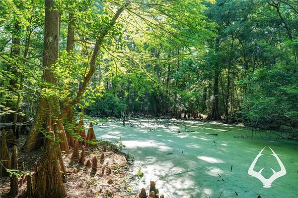 2.78 Acres of Residential Land for Sale in Colmesneil, Texas