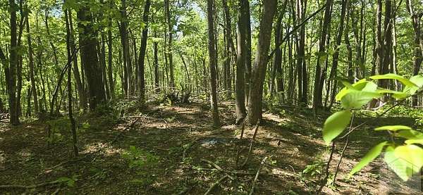 10.6 Acres of Land for Sale in Ararat, Virginia