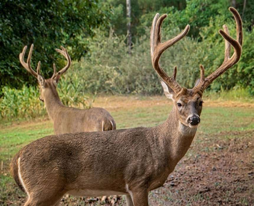 440 Acres of Recreational Land for Sale in Stevenson, Alabama