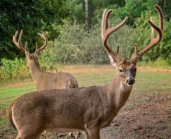 440 Acres of Recreational Land for Sale in Stevenson, Alabama