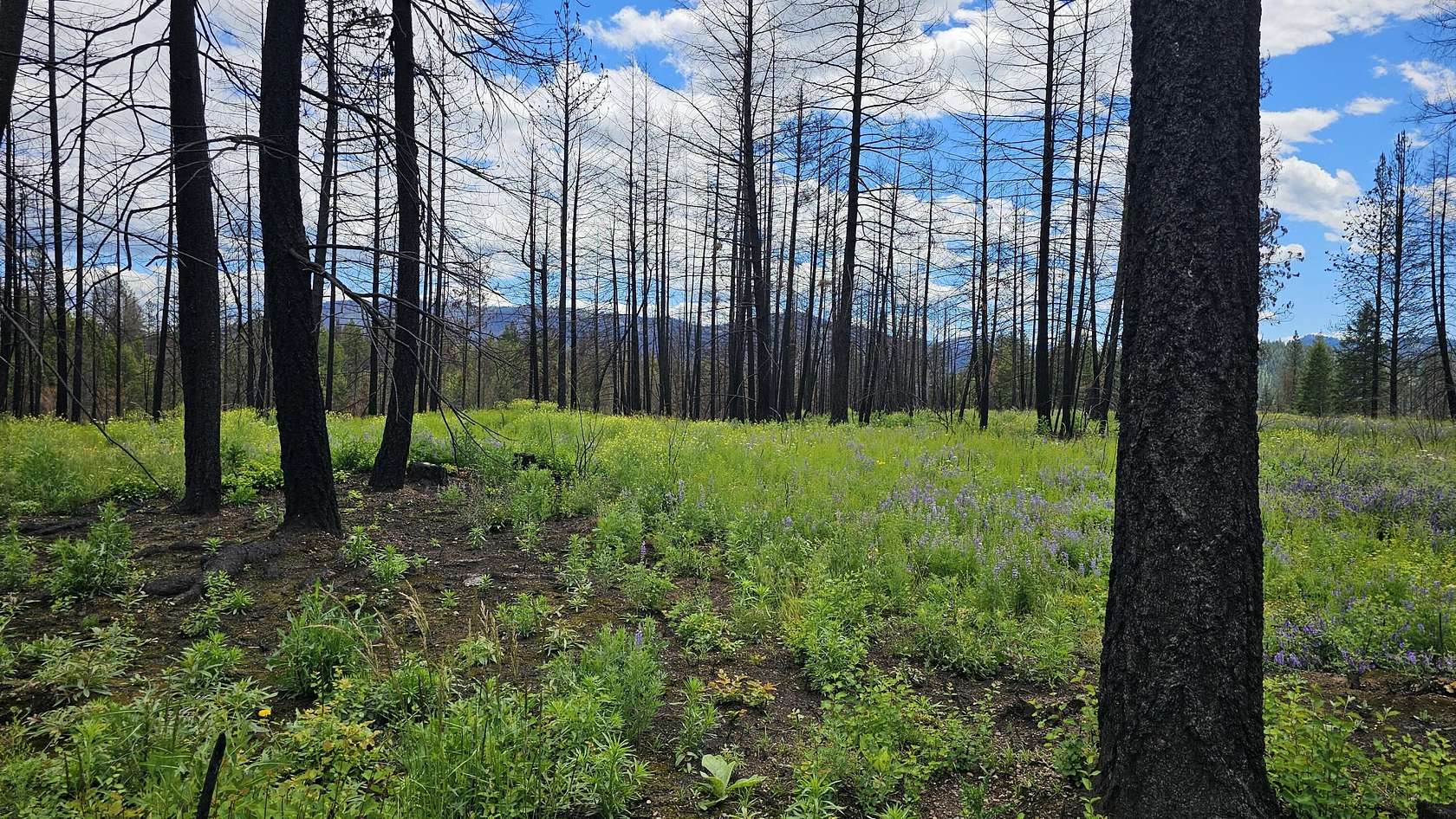 9.46 Acres of Residential Land for Sale in Kettle Falls, Washington