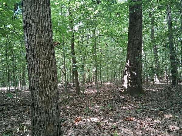 76.7 Acres of Land for Sale in Edmonton, Kentucky