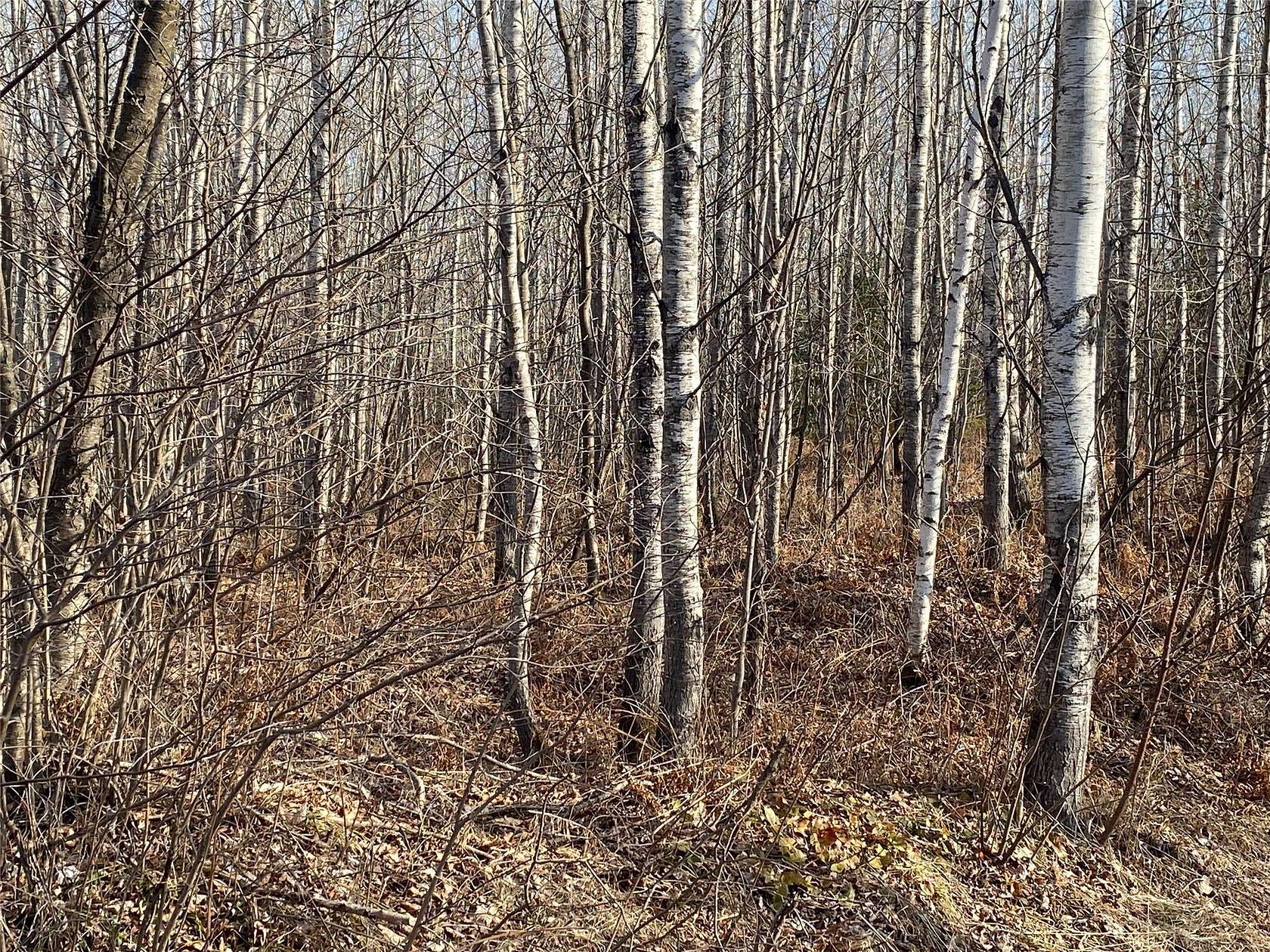 158 Acres of Recreational Land for Sale in Lake Nebagamon, Wisconsin