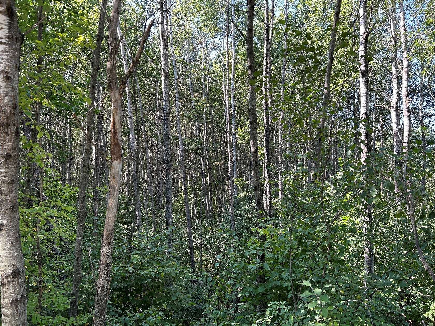 75.5 Acres of Recreational Land for Sale in Bennett, Wisconsin