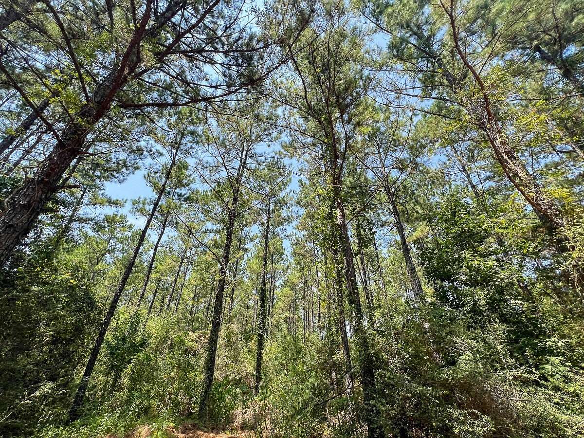 106 Acres of Recreational Land for Sale in Colmesneil, Texas