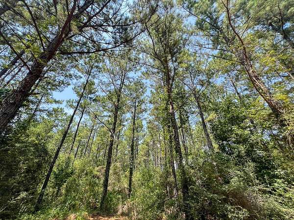 106 Acres of Recreational Land for Sale in Colmesneil, Texas