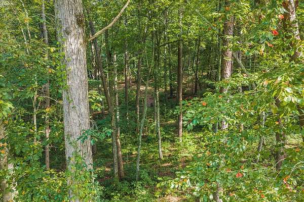 1.19 Acres of Residential Land for Sale in Ellijay, Georgia