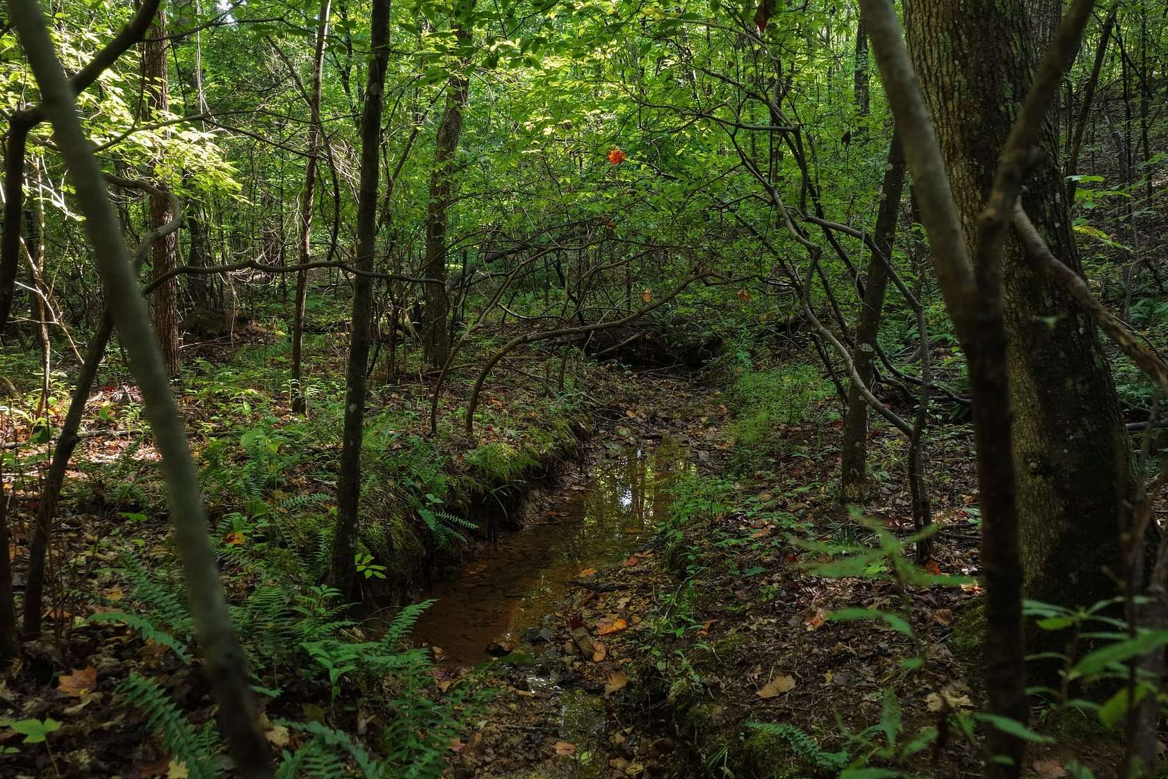 22 Acres of Land for Sale in Holladay, Tennessee