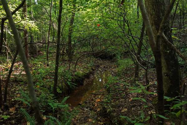 22 Acres of Land for Sale in Holladay, Tennessee