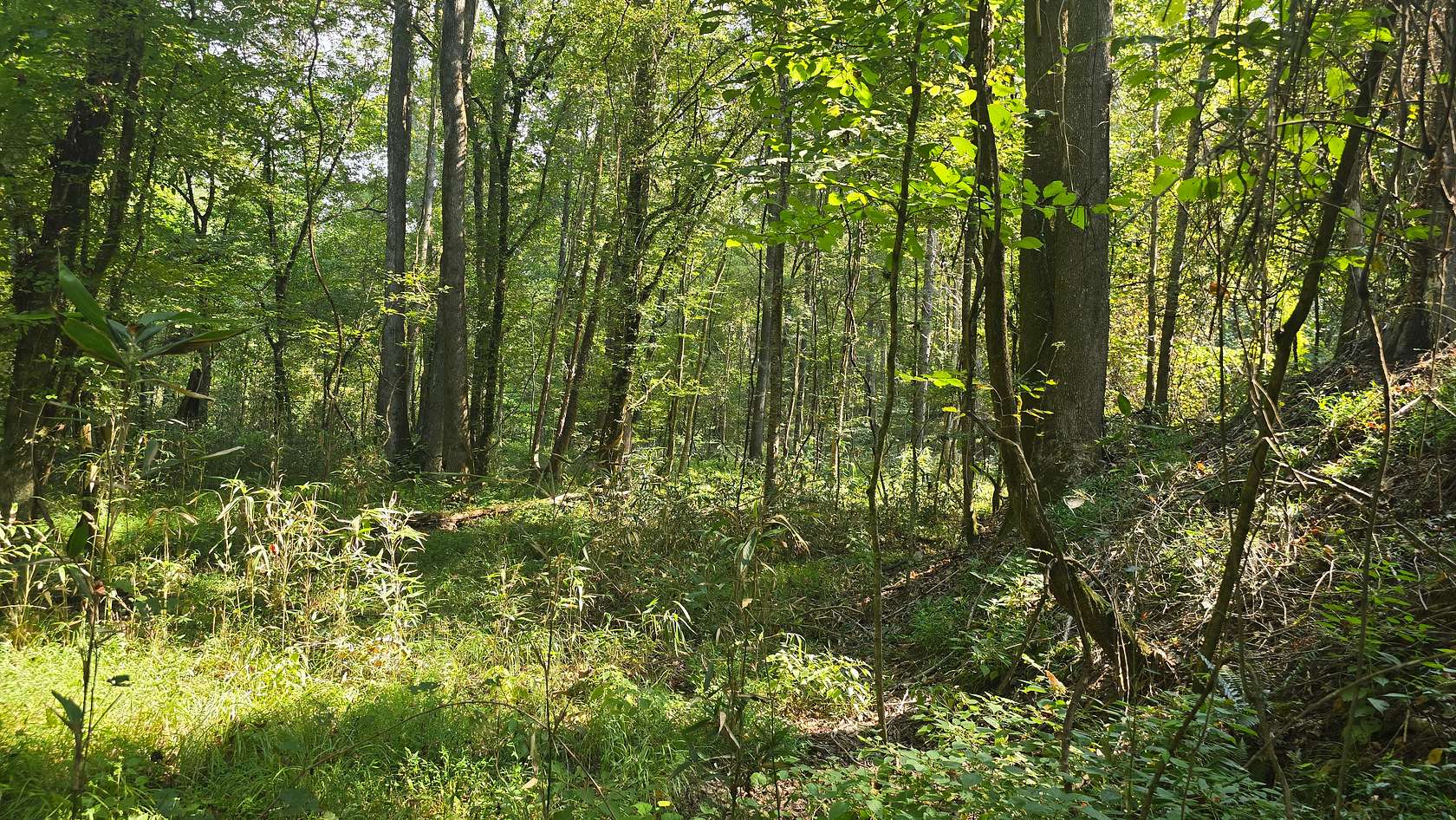 116 Acres of Recreational Land for Sale in Knoxville, Mississippi