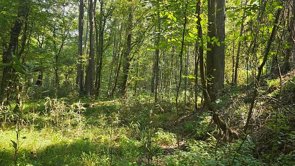 116 Acres of Recreational Land for Sale in Knoxville, Mississippi