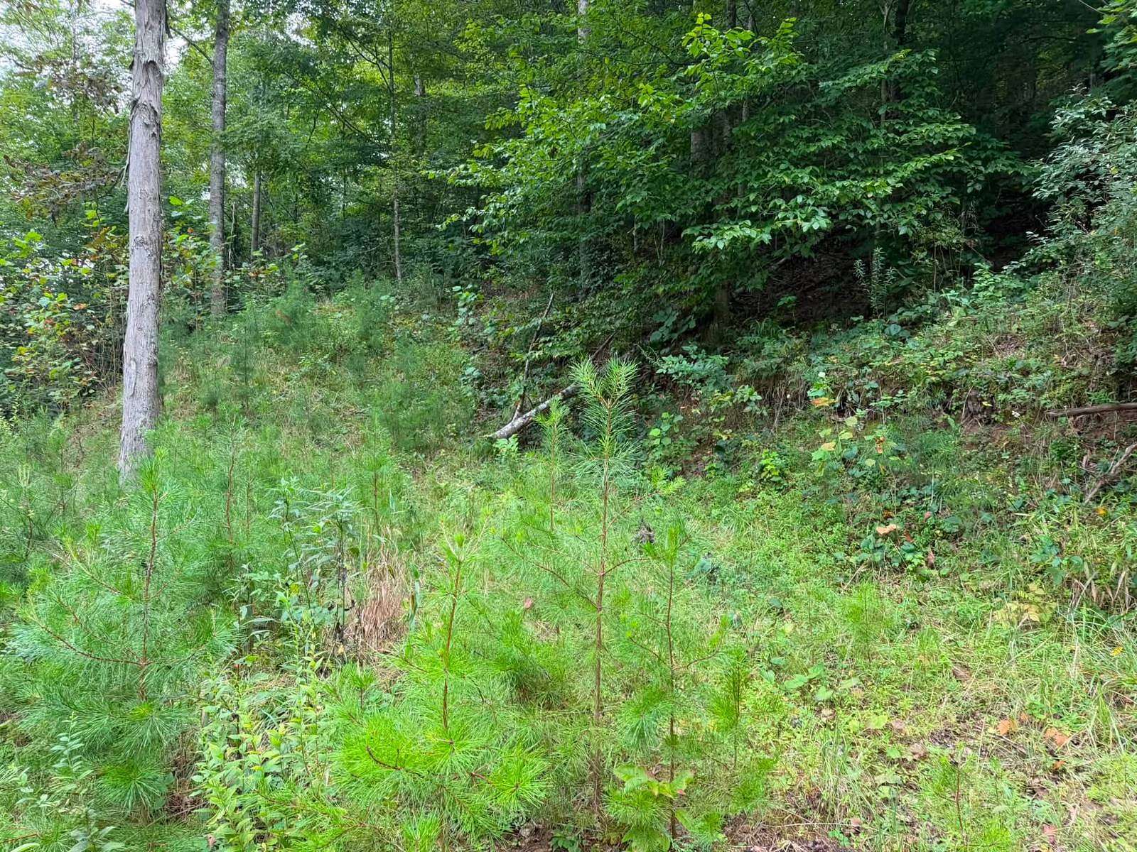 48 Acres of Recreational Land for Sale in Wallback, West Virginia