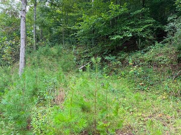 48 Acres of Recreational Land for Sale in Wallback, West Virginia