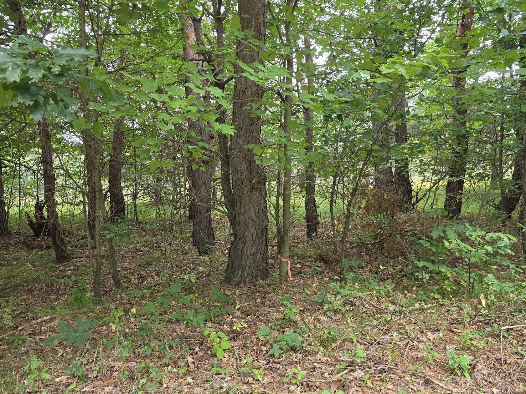 7.5 Acres of Residential Land for Sale in Grayling, Michigan