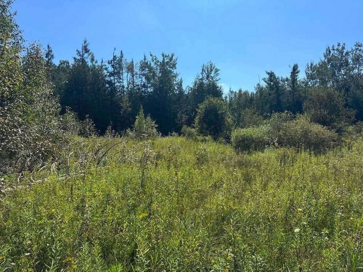 36.8 Acres of Land for Sale in Alpena, Michigan