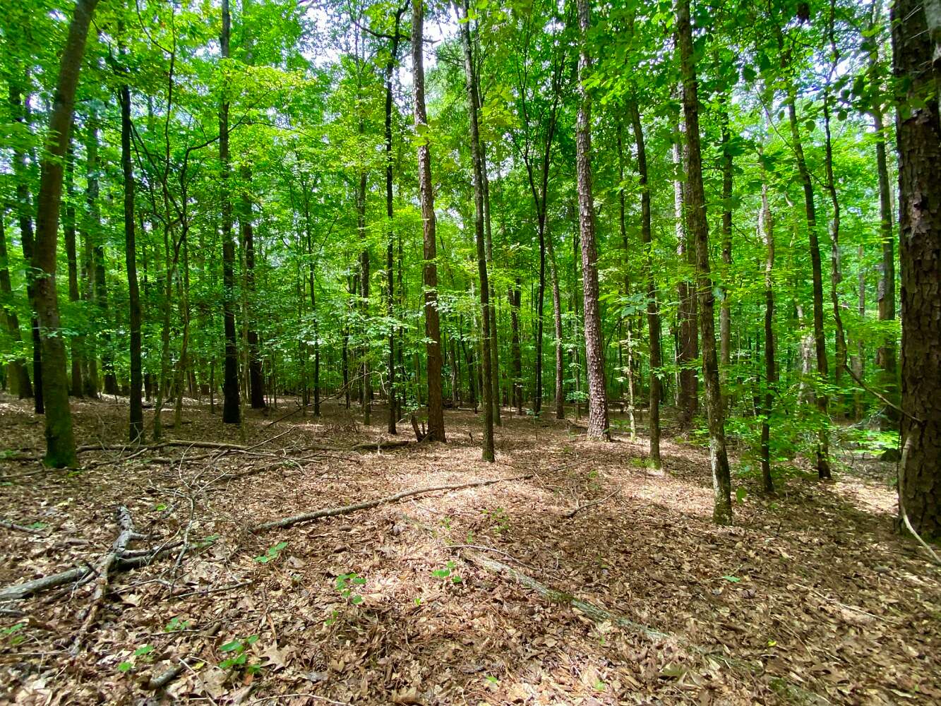 9 Acres of Residential Land for Sale in Coker, Alabama