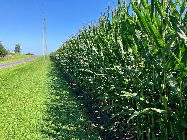 228 Acres of Land for Sale in Sheffield, Illinois