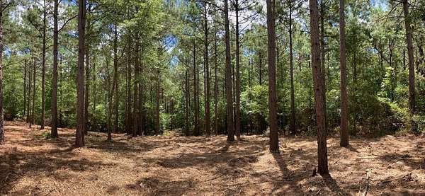 18 Acres of Recreational Land for Sale in San Augustine, Texas