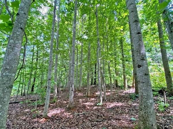 39.2 Acres of Recreational Land for Sale in Dahlonega, Georgia