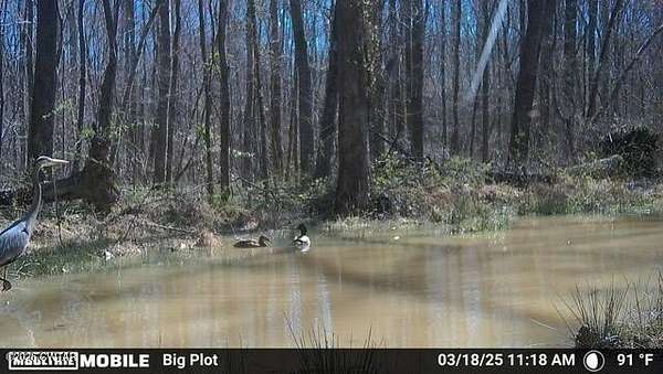 154 Acres of Land for Sale in Jackson, Tennessee