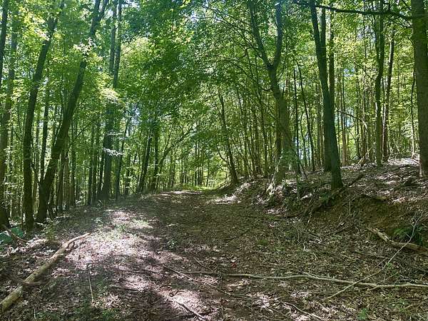 82 Acres of Land for Sale in Iron City, Tennessee