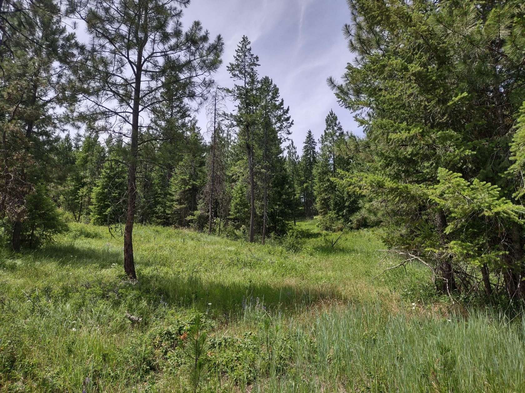 40 Acres of Land for Sale in Springdale, Washington