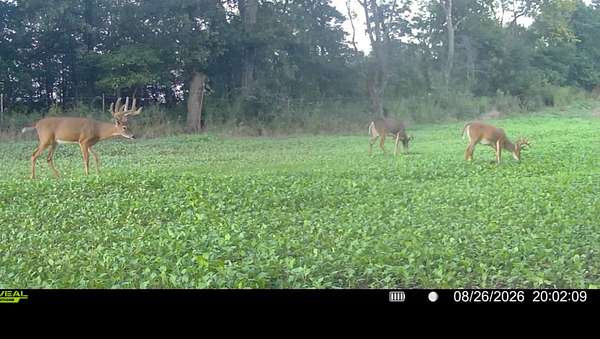 117 Acres of Land for Sale in Leon, Iowa