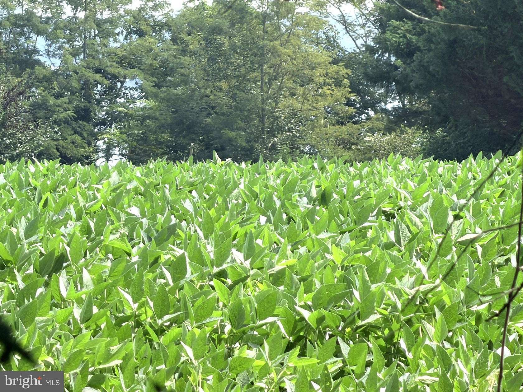 0.34 Acres of Residential Land for Sale in Broomes Island, Maryland