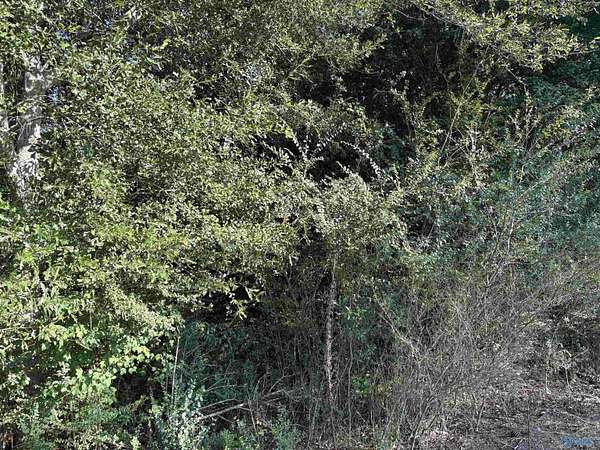 8.1 Acres of Residential Land for Sale in Cullman, Alabama
