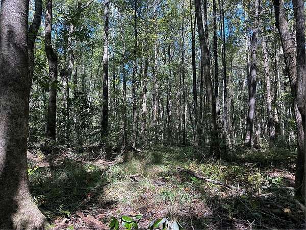 80 Acres of Land for Sale in Little Texas, Alabama