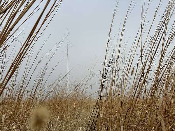 77.8 Acres of Land for Sale in Central City, Nebraska