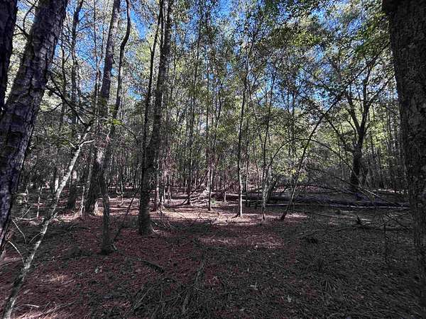 0.25 Acres of Residential Land for Sale in Village Mills, Texas