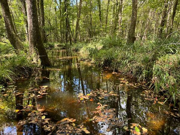 136 Acres of Recreational Land for Sale in Midway, Alabama