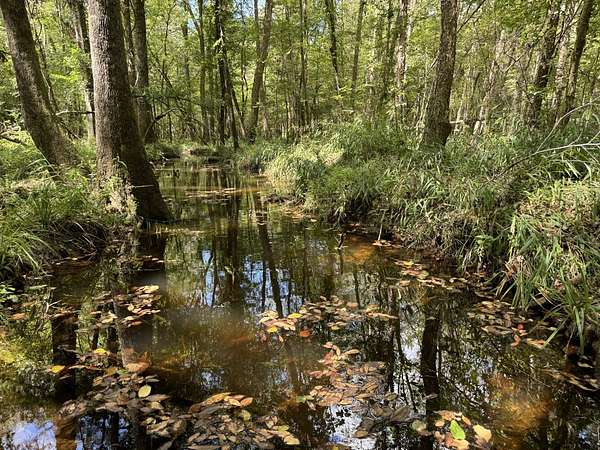 136 Acres of Recreational Land for Sale in Midway, Alabama
