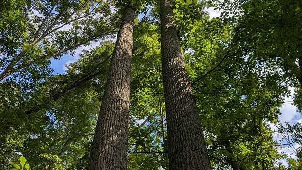 50 Acres of Recreational & Residential Land for Sale in Londonderry, Ohio