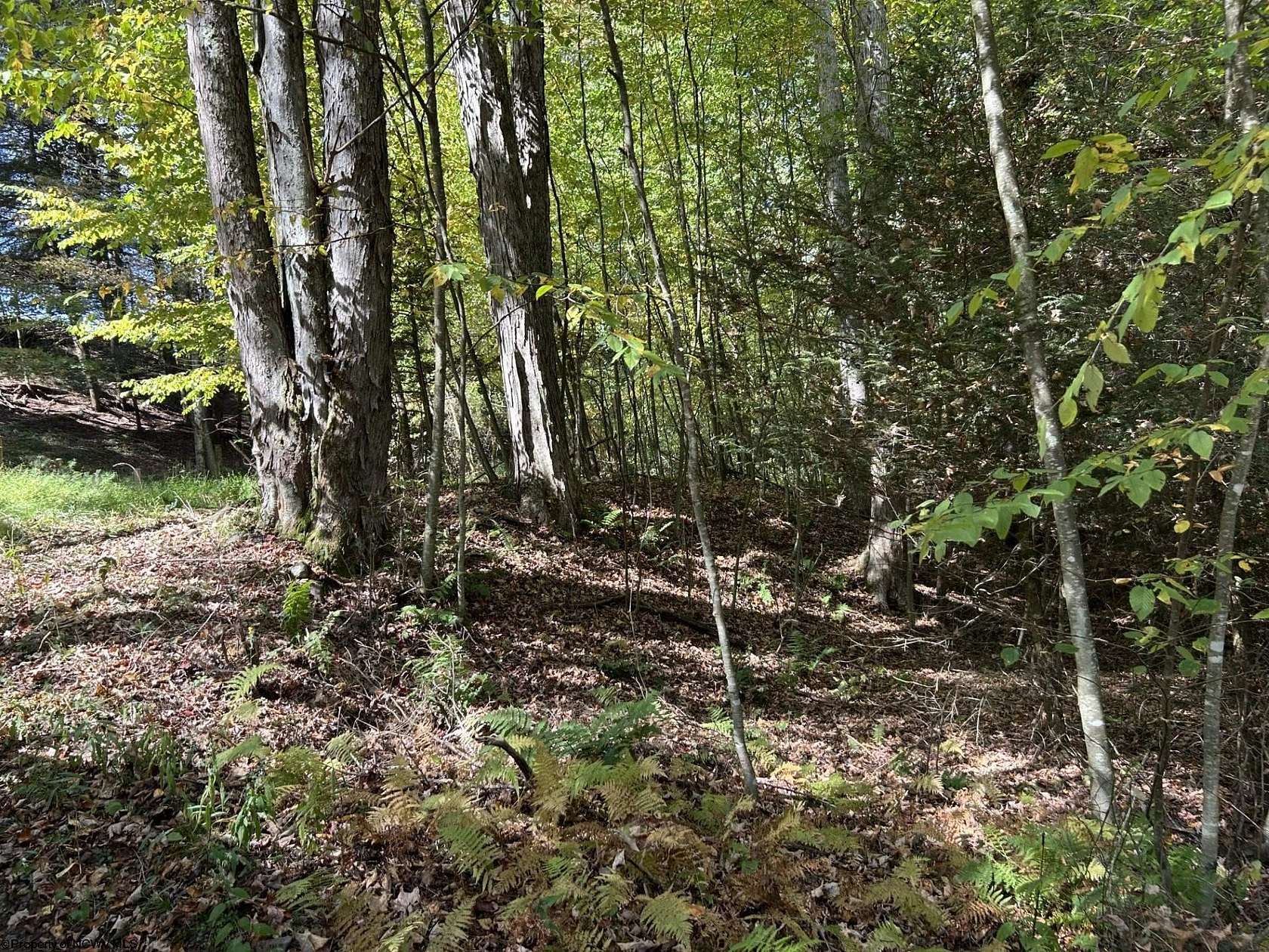 22.6 Acres of Recreational Land for Sale in Terra Alta, West Virginia