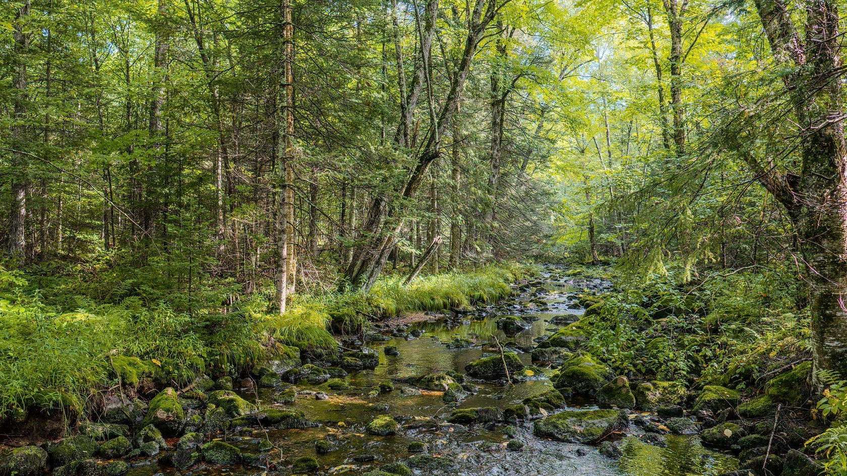 40 Acres of Recreational Land for Sale in Deerbrook, Wisconsin
