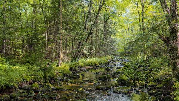 40 Acres of Recreational Land for Sale in Deerbrook, Wisconsin