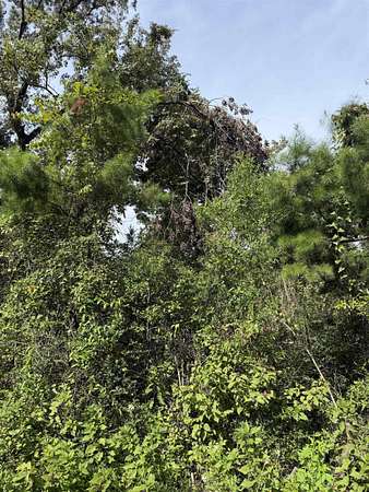 0.11 Acres of Land for Sale in Crawfordville, Florida