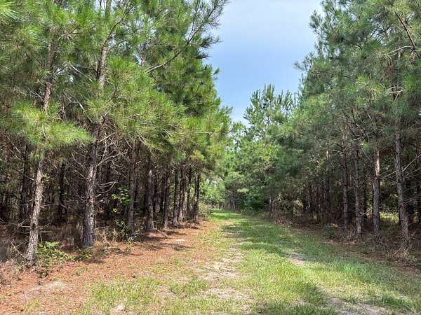 124 Acres of Recreational Land for Sale in Alcolu, South Carolina